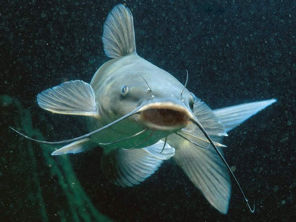 Ikan Lele Laura Butragueo